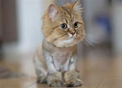 Image result for Cat Lion Haircut