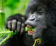 Image result for Congo Gorilla