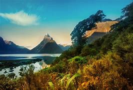 Image result for New Zealand Shrubs