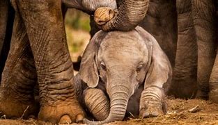 Image result for Baby Elephant Facts