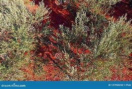 Image result for Olive Tree Aerial View