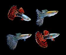 Image result for Orange Cobra Guppy