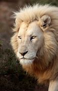 Image result for A White Lion