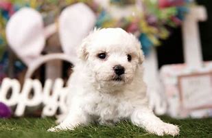 Image result for Bichon Terrier Puppies Mesa