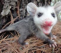 Image result for Possum Babies