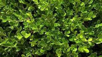 Image result for Shrubs Plant