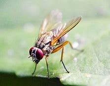 Image result for Fruit Fly Mutations