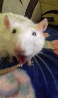 Image result for Seroxen Rat PFP