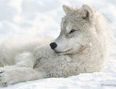 Image result for Wolf Pup Artic