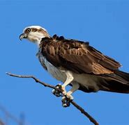 Image result for Pacific Osprey