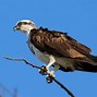 Image result for Pacific Osprey