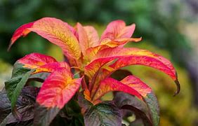 Image result for Colourful Plants