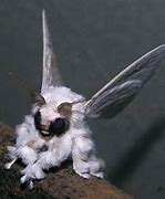 Image result for Australian Poodle Moth