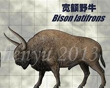 Image result for Bison Latifrons