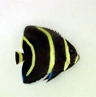 Image result for Black Angelfish Saltwater