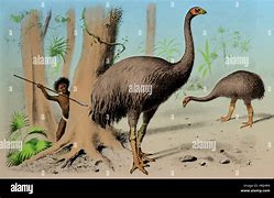 Image result for MOA Bird Art