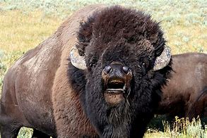 Image result for Bison Occidentalis