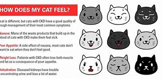 Image result for Cat Kidney Disease Symptoms