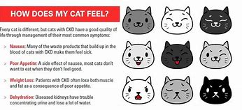 Image result for Cat Kidney Disease