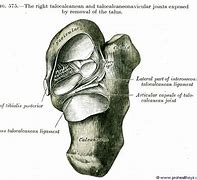 Image result for Intertarsal Articulations