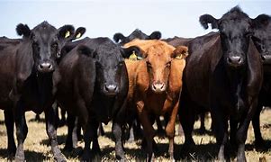 Image result for Angus Beef Cow