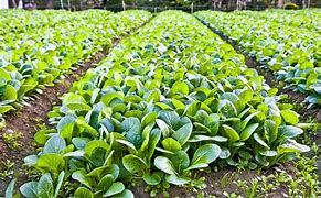 Image result for Female Spinach Plant