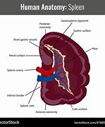 Image result for Spleen in Human Body