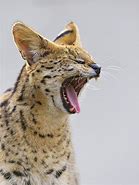 Image result for Half Serval Cat