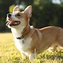 Image result for Corgi Puppies Running