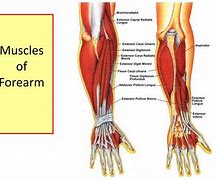 Image result for Big Forearm Muscles