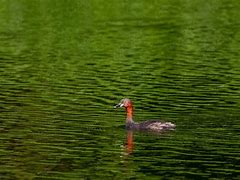 Image result for Small Grebe