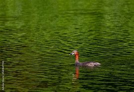 Image result for Little Grebe