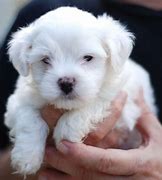 Image result for A Maltese Dog