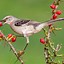 Image result for Look a Mockingbird Meme