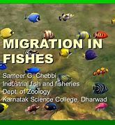 Image result for Migration of Fishes