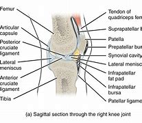 Image result for Knee Model Labeled