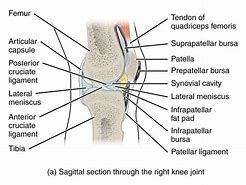 Image result for Knee Labeling