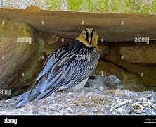 Image result for Vulture Nest