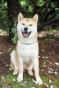 Image result for Torsa Inu