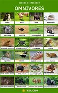 Image result for Rabbit Omnivore