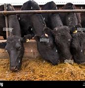 Image result for Beef Cattle Feed