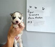 Image result for 2 Week Old Huskies