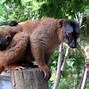 Image result for Mayotte People