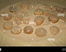 Image result for Gobi Dinosaur Eggs