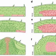 Image result for Auxin Cytokinin Soybean Nodule