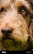 Image result for Brown Long Mustache Dog