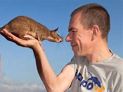 Image result for Gros Rat