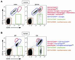 Image result for Cd45 Brain