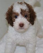 Image result for Brown and White Goldendoodle