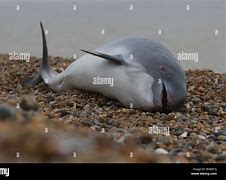 Image result for Dead Harbour Porpoise